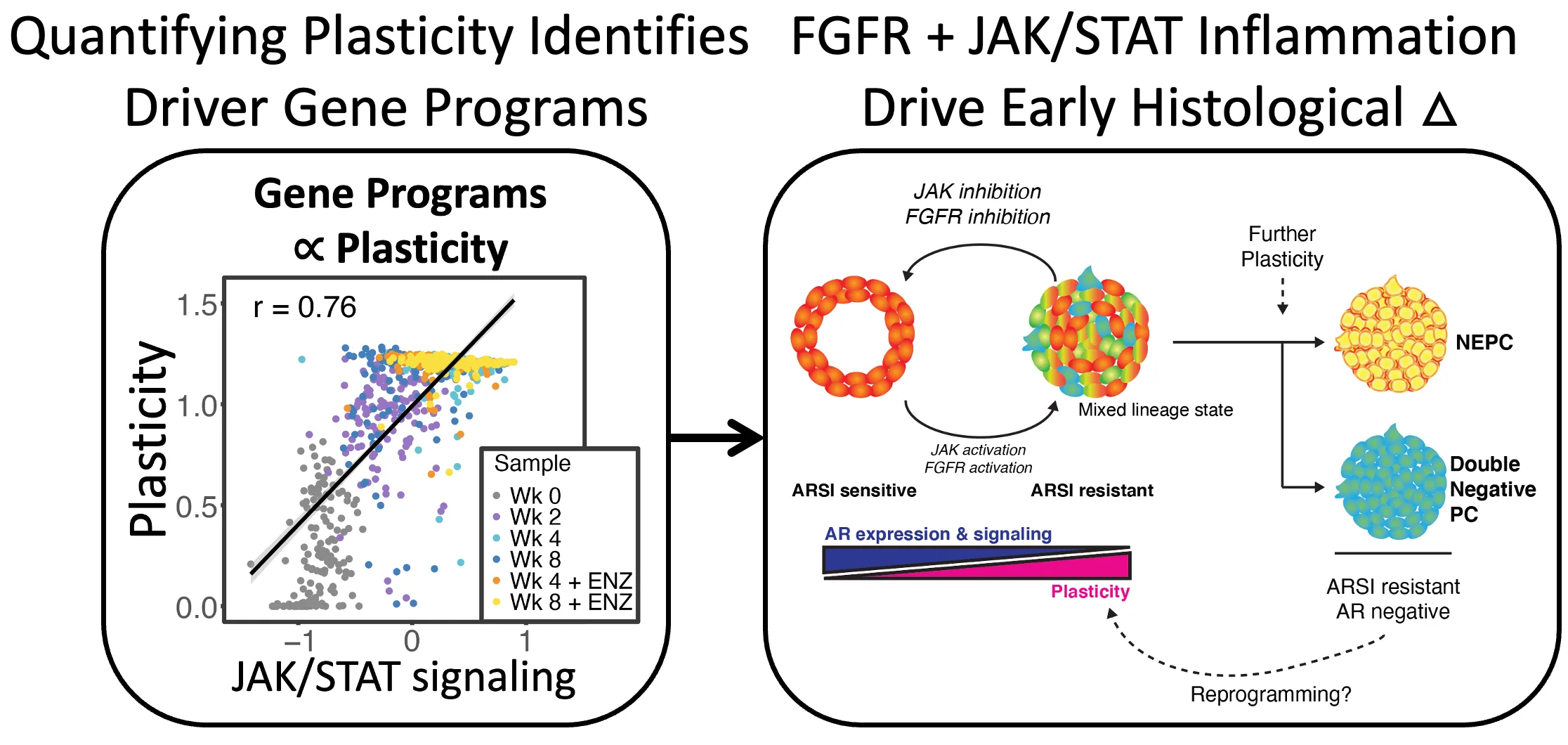 Lineage plasticity in prostate cancer depends on JAK/STAT inflammatory signaling.