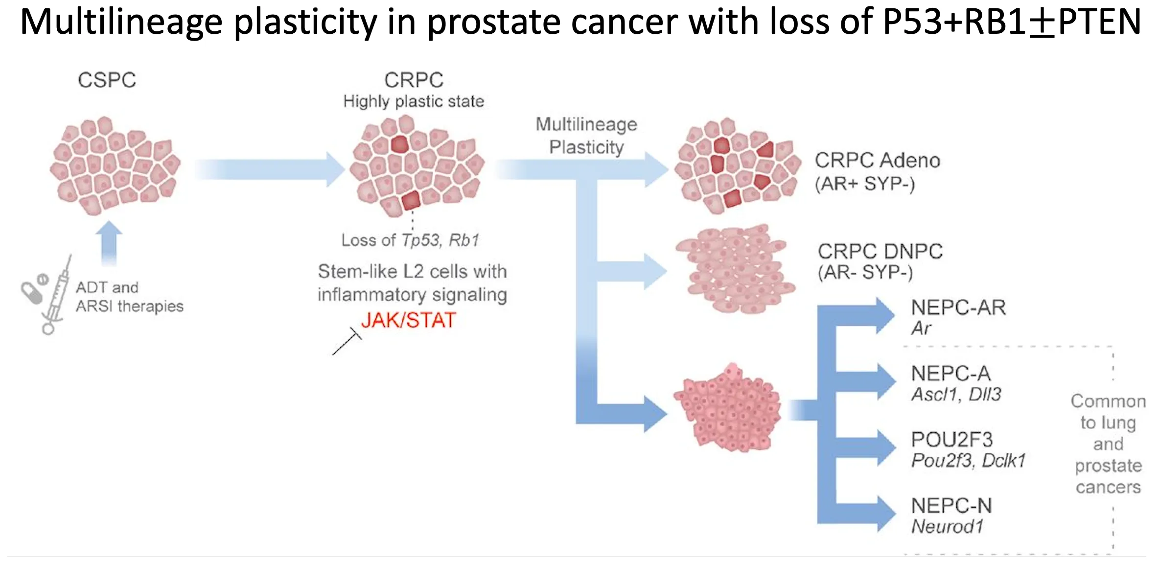 Multilineage plasticity in prostate cancer through expansion of stem–like luminal epithelial cells with elevated inflammatory signaling.
