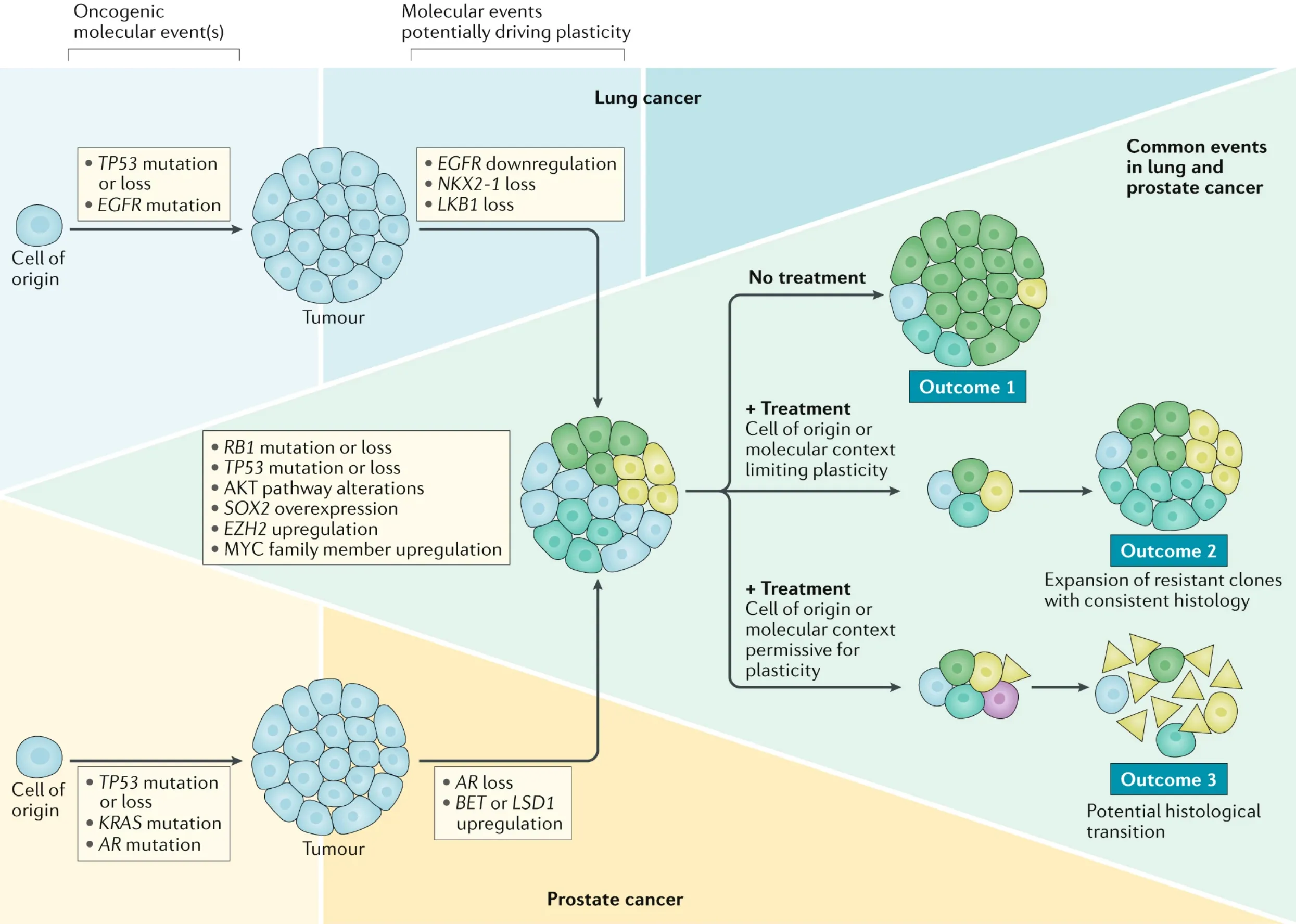 Lineage plasticity in cancer: a shared pathway of therapeutic resistance.