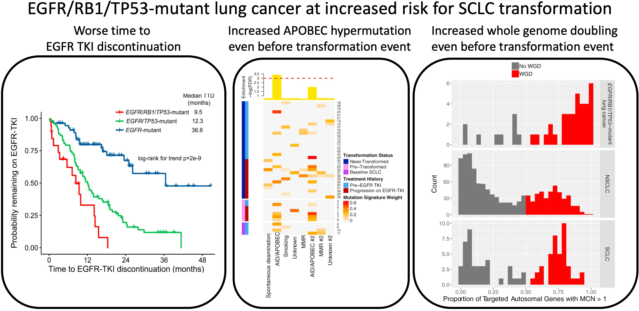 Concurrent RB1 and TP53 alterations define a subset of EGFR-mutant lung cancers at risk for histologic transformation and inferior clinical outcomes.
